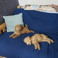 AKC Red Boy, a male Poodle - Miniature  for sale in Rexford, MT – Photo 6 of 7