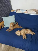 AKC Red Boy, a male Poodle - Miniature  for sale in Rexford, MT – Photo 6 of 7