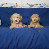 AKC Red Boy, a male Poodle - Miniature  for sale in Rexford, MT – Photo 7 of 7