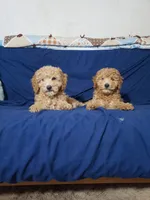 AKC Red Boy, a male Poodle - Miniature  for sale in Rexford, MT – Photo 7 of 7