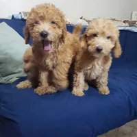 AKC Red Boy, a male Poodle - Miniature  for sale in Rexford, MT – Photo 4 of 7