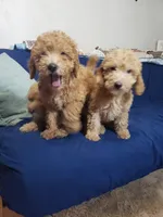 AKC Red Boy, a male Poodle - Miniature  for sale in Rexford, MT – Photo 4 of 7