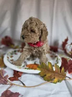 AKC Reed, a male Poodle - Miniature  for sale in Rexford, MT – 2 of 3