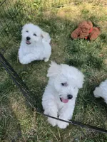 AKC Milo, a male Bichon Frise for sale in Rexford, MT – 7 of 7