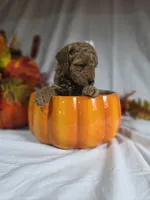 AKC Delphine, a female Poodle - Miniature  for sale in Rexford, MT – 2 of 3