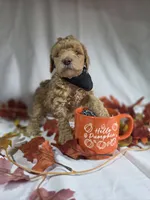 AKC Garrick, a male Poodle - Miniature  for sale in Rexford, MT – 1 of 3