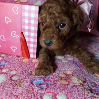 AKC Cheyenne, a female Poodle - Toy  for sale in Rexford, MT – Photo 3 of 10