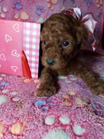 AKC Cheyenne, a female Poodle - Toy  for sale in Rexford, MT – Photo 3 of 10