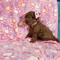 AKC Cheyenne, a female Poodle - Toy  for sale in Rexford, MT – Photo 10 of 10