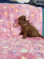 AKC Cheyenne, a female Poodle - Toy  for sale in Rexford, MT – Photo 10 of 10
