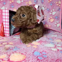 AKC Cheyenne, a female Poodle - Toy  for sale in Rexford, MT – Photo 5 of 10