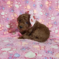 AKC Cheyenne, a female Poodle - Toy  for sale in Rexford, MT – Photo 1 of 10