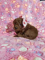 AKC Cheyenne, a female Poodle - Toy  for sale in Rexford, MT – Photo 1 of 10