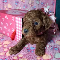 AKC Cheyenne, a female Poodle - Toy  for sale in Rexford, MT – Photo 8 of 10