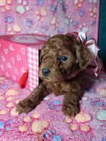 AKC Cheyenne, a female Poodle - Toy  for sale in Rexford, MT – Photo 8 of 10