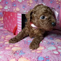 AKC Cheyenne, a female Poodle - Toy  for sale in Rexford, MT – Photo 9 of 10