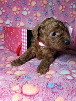 AKC Cheyenne, a female Poodle - Toy  for sale in Rexford, MT – Photo 9 of 10