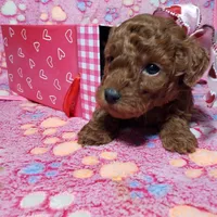 AKC Cheyenne, a female Poodle - Toy  for sale in Rexford, MT – Photo 6 of 10