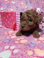 AKC Cheyenne, a female Poodle - Toy  for sale in Rexford, MT – Photo 6 of 10