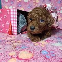 AKC Cheyenne, a female Poodle - Toy  for sale in Rexford, MT – Photo 7 of 10