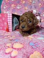 AKC Cheyenne, a female Poodle - Toy  for sale in Rexford, MT – Photo 7 of 10