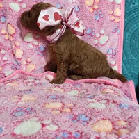 AKC Cheyenne, a female Poodle - Toy  for sale in Rexford, MT – Photo 4 of 10