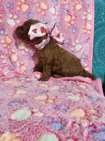 AKC Cheyenne, a female Poodle - Toy  for sale in Rexford, MT – Photo 4 of 10