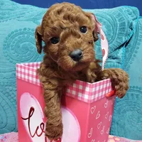 AKC Cheyenne, a female Poodle - Toy  for sale in Rexford, MT – Photo 2 of 10