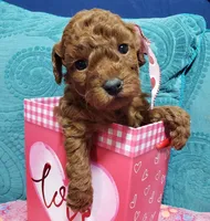 AKC Cheyenne, a female Poodle - Toy  for sale in Rexford, MT – Photo 2 of 10