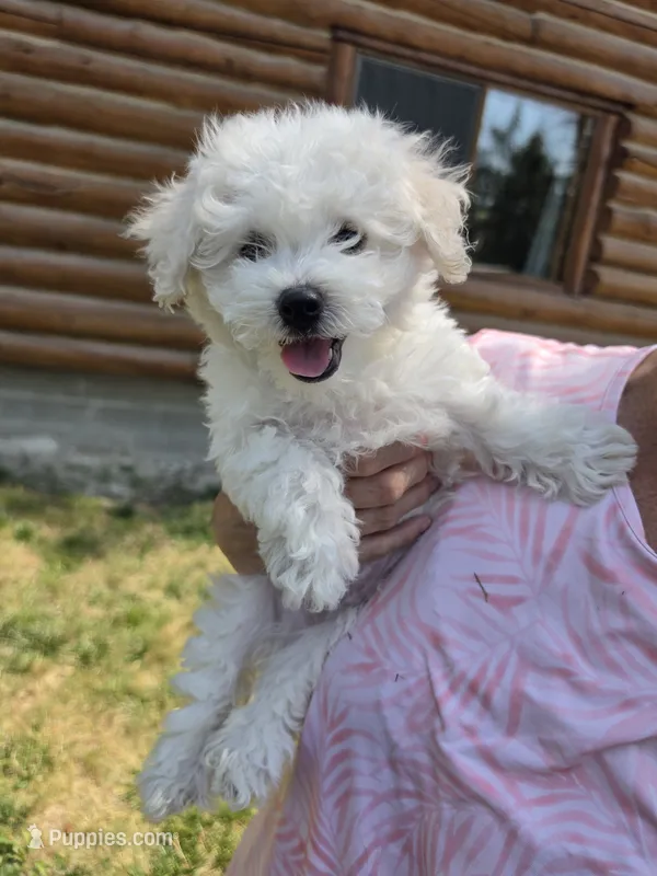 AKC Milo – Bichon Frise puppy for sale in Rexford, MT