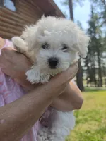 AKC Milo, a male Bichon Frise for sale in Rexford, MT – 2 of 7