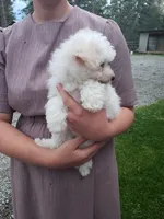 AKC Mollie, a female Bichon Frise for sale in Rexford, MT – 3 of 5