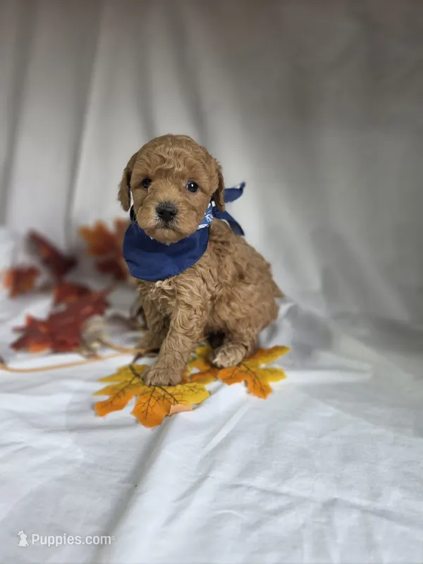 AKC Wheatly  – Poodle - Miniature  puppy for sale in Rexford, MT