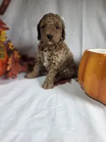 AKC Delphine, a female Poodle - Miniature  for sale in Rexford, MT – 1 of 3