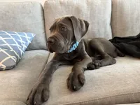 Zeus, a male Cane Corso for sale in Nokomis, FL – Photo 4 of 4