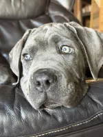 Zeus, a male Cane Corso for sale in Nokomis, FL – Photo 2 of 4