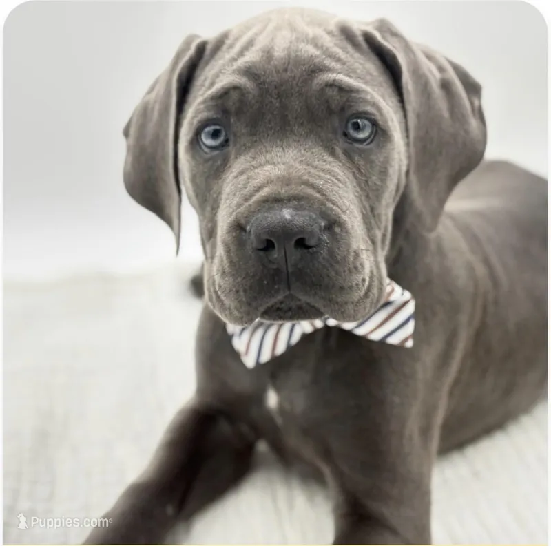 Zeus – Cane Corso puppy for sale in Nokomis, FL