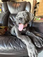 Zeus, a male Cane Corso for sale in Nokomis, FL – Photo 3 of 4