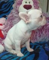 Sugar, a female Frenchton for sale in Elberta, AL – 2 of 10