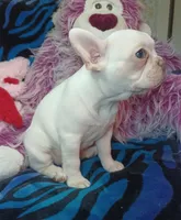 Sugar, a female Frenchton for sale in Elberta, AL – 9 of 10