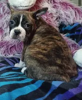 Bubba, a male Frenchton for sale in Elberta, AL – 6 of 9