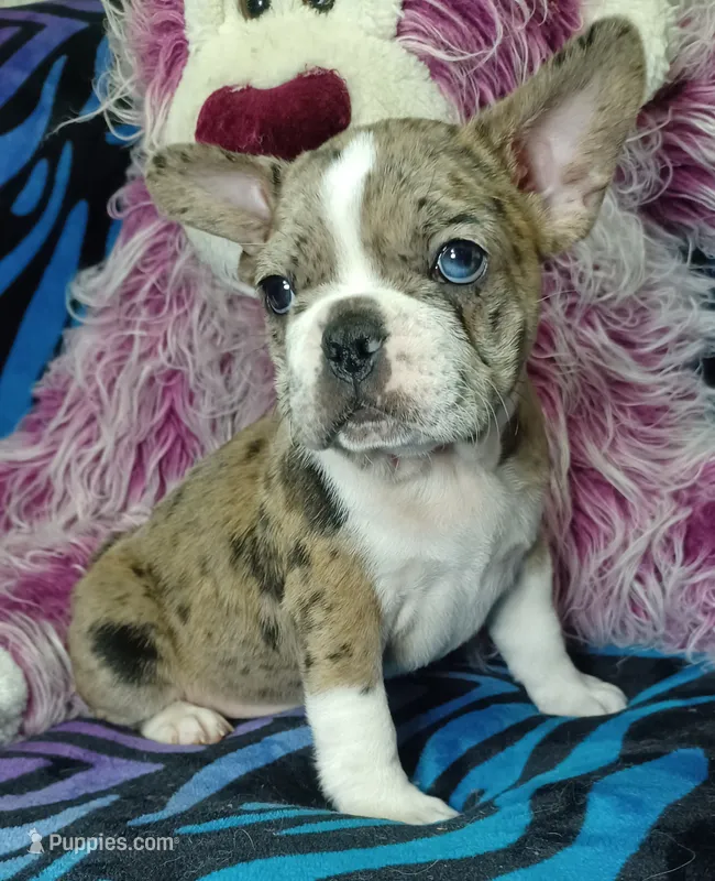 Dolly  – Frenchton puppy for sale in Elberta, AL