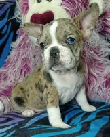 Dolly , a female Frenchton for sale in Elberta, AL – 1 of 9