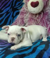 Lex, a male Frenchton for sale in Elberta, AL – 10 of 10