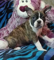 Bubba, a male Frenchton for sale in Elberta, AL – 5 of 9