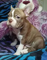 Beau, a male Frenchton for sale in Elberta, AL – 3 of 10