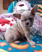 Stormy, a female Frenchton for sale in Elberta, AL – 5 of 10