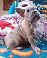 Stormy, a female Frenchton for sale in Elberta, AL – 2 of 10