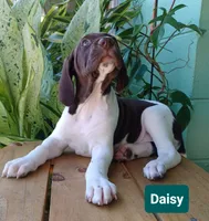 Daisy, a female German Shorthaired Pointer for sale in Elberta, AL – 6 of 7