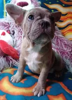 Stormy, a female Frenchton for sale in Elberta, AL – 7 of 10